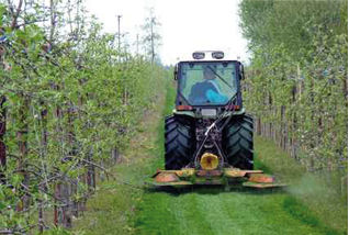 Obstbaumpflege