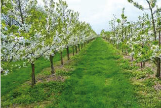 Obstbaumpflege